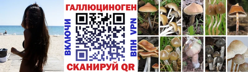 Купить  Волхов  Псилоцибиновые грибы мицелий 